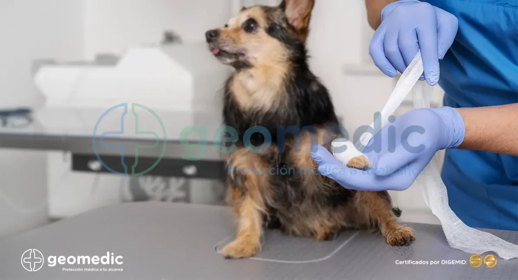 Uso de guantes de látex en veterinaria: Lo que debes saber - Geomedic